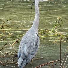 Heron, River Cherwell