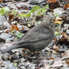 Blackbird, Spiceball  Park