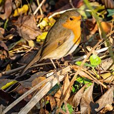 Robin, Spiceball Park
