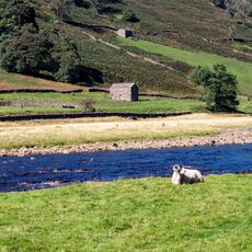 A Lone Sheep on the Banks of The River Swale