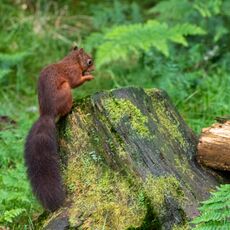 Snaizeholme Squirrel 1