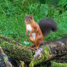 Snaizeholme Squirrel 2