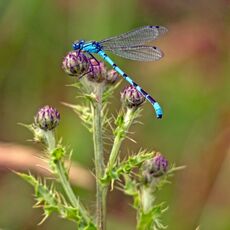 Damselfly