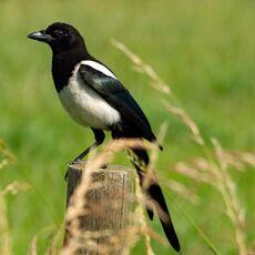 Magpie