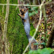 Squirrel in Grimsbury Woodland Nature Reserve