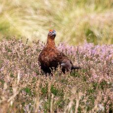 Arkengarthdale Grouse