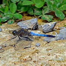 Black Tailed Skimmer