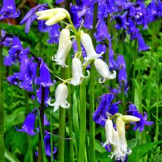 Stoke Woods Blue & White Bluebells