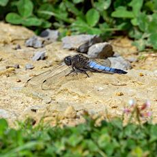 Black Tailed Skimmer