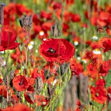 Poppies near to Condicote