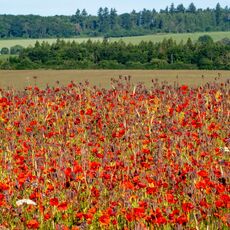 Poppies near to Condicote