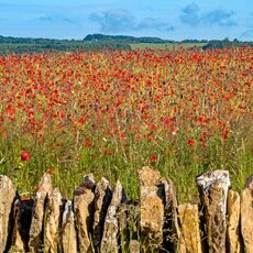 Poppies near to Condicote