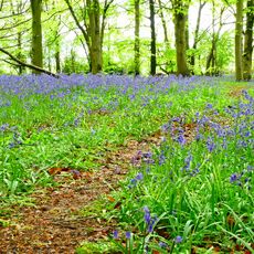 Stoke Woods Path Through The Bluebells