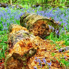 Stoke Woods Bluebells and Log