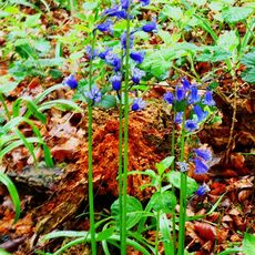 Stoke Woods Bluebells and Red Log