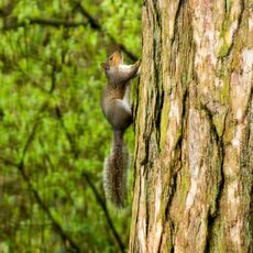 Stoke Woods Squirrel