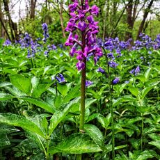 Stoke Woods Orchid