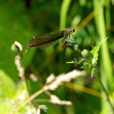 Banded Demoiselle
