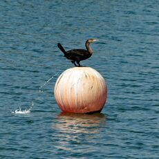 Cormorant