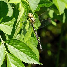 Southern Hawker