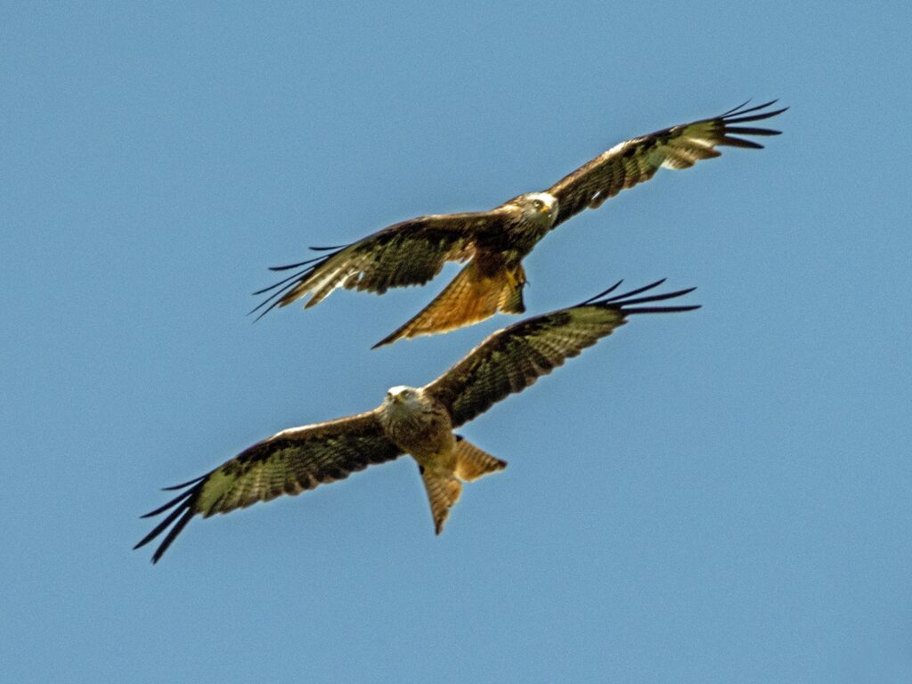 Red Kites at the Red Kite Centre