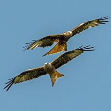 Red Kites at the Red Kite Centre