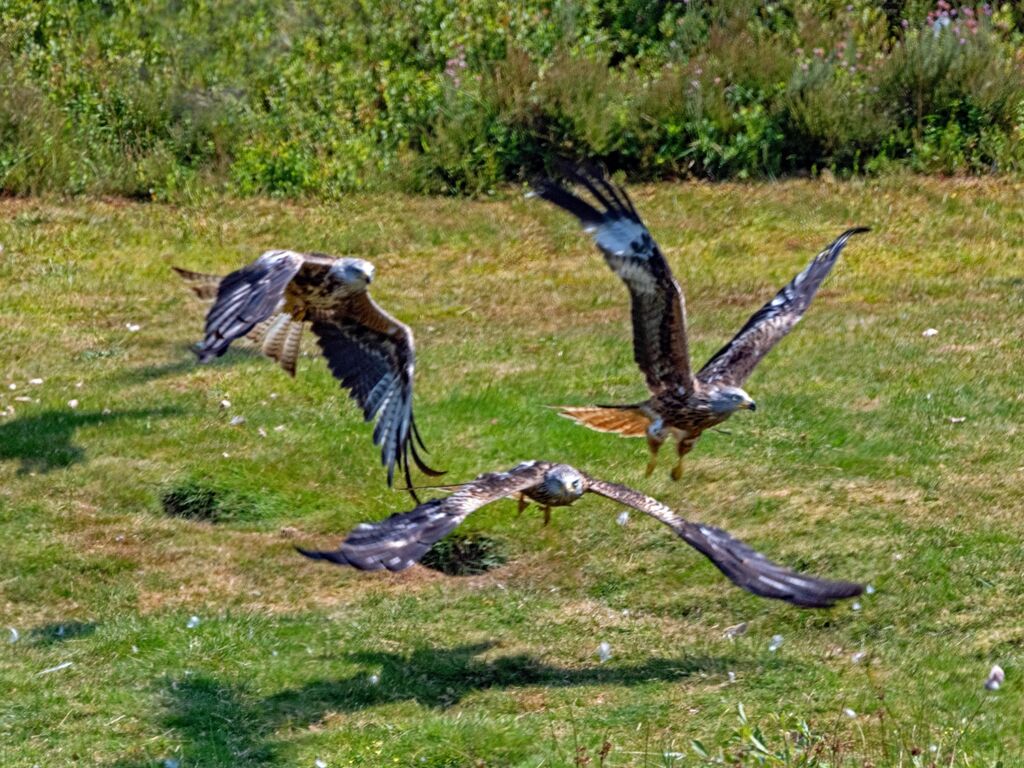 Feeding Time at The Red Kite Centre