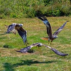 Feeding Time at The Red Kite Centre