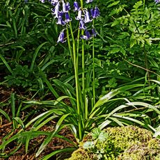Stoke Woods Bluebell and Nut