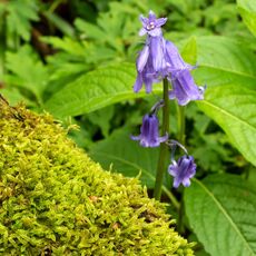 Stoke Woods Bluebell