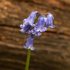 Stoke Woods Bluebell