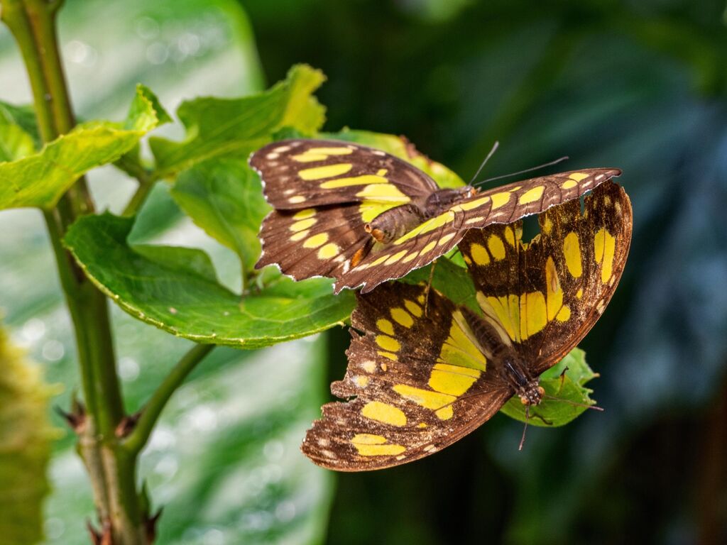Butterfly at The Magic of Life Butterfly House