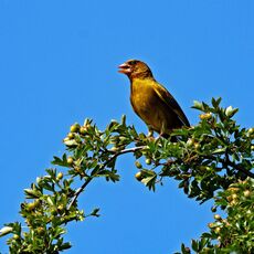 Greenfinch