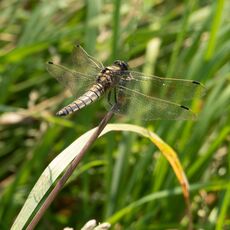 Dragonfly