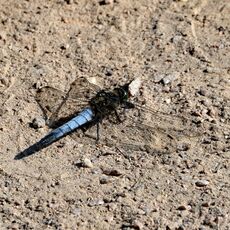 Black Tailed Skimmer