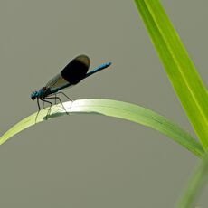 Banded Demoiselle