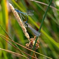 2 Damselflies