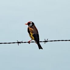 Goldfinch,Grimsbury Reservoir