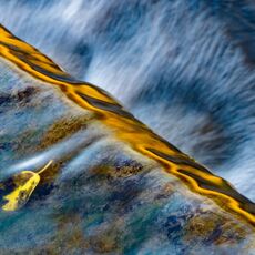 Yellow & Black Coming Over!