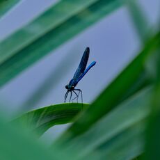 Banded Demoiselle