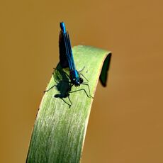 Banded Demoiselle