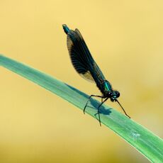 Banded Demoiselle