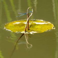 Damselflies on Water Lily Leaf