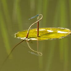 Damselfly on Water Lily Leaf