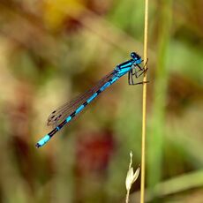 Damselfly