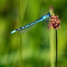 Damselfly
