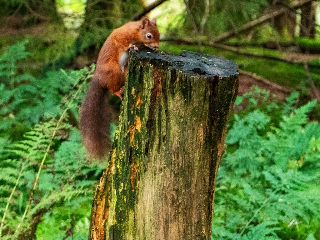 Snaizeholme Red Squirrel