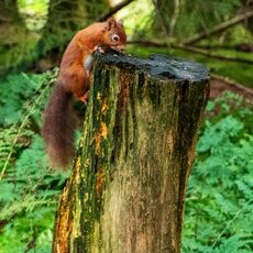 Snaizeholme Red Squirrel