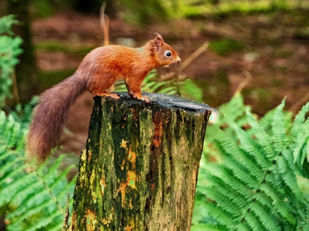 Snaizeholme Red Squirrel