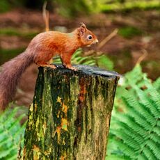 Snaizeholme Red Squirrel